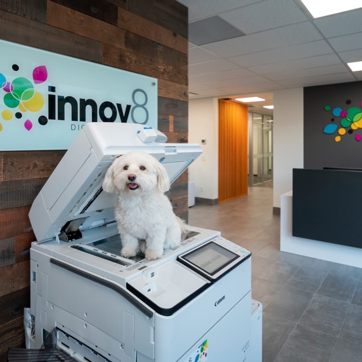 dog-on-canon-printer-at-innov8